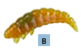 Scented Soft Rubber Grub - 6 Grubs per pack - 3cm
